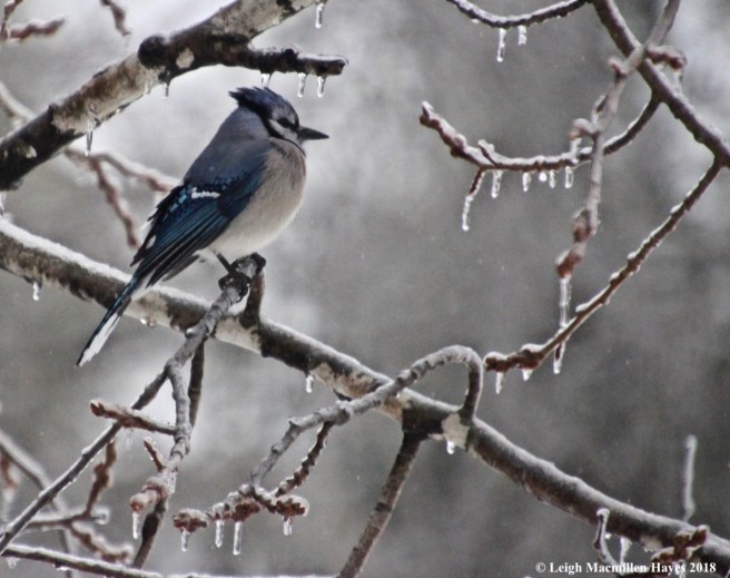 i-bluejays and icicles