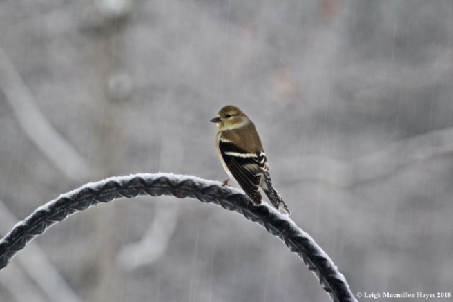 i-goldfinch1