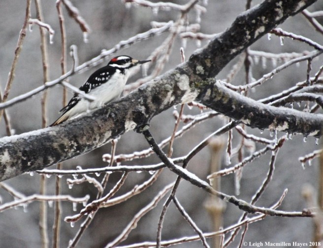 i-hairy woodpecker