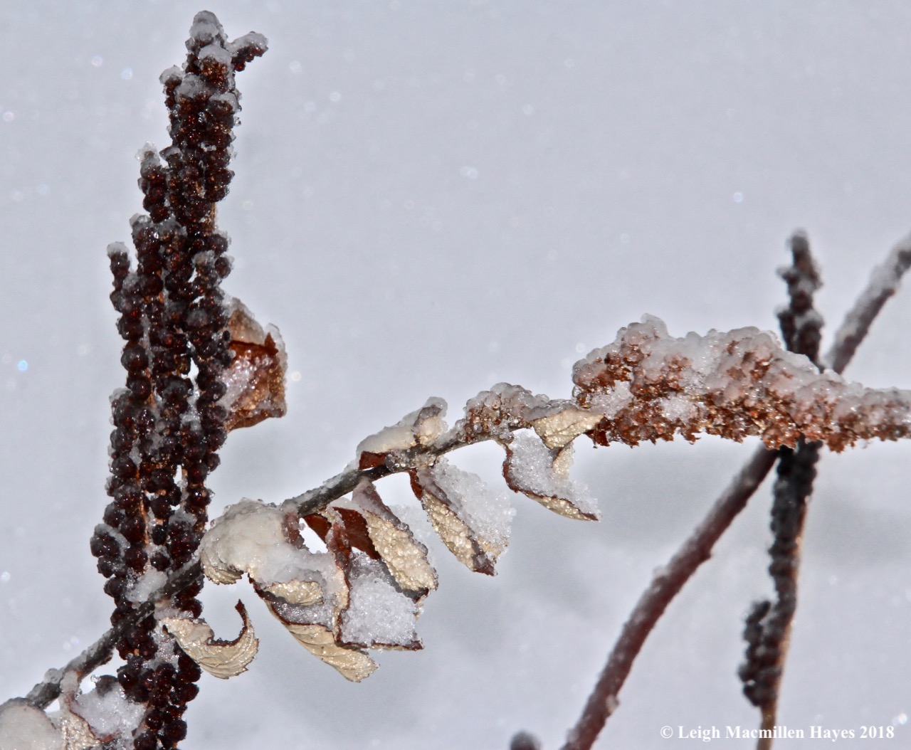 i-intersection of sensitive fern and steeplebush