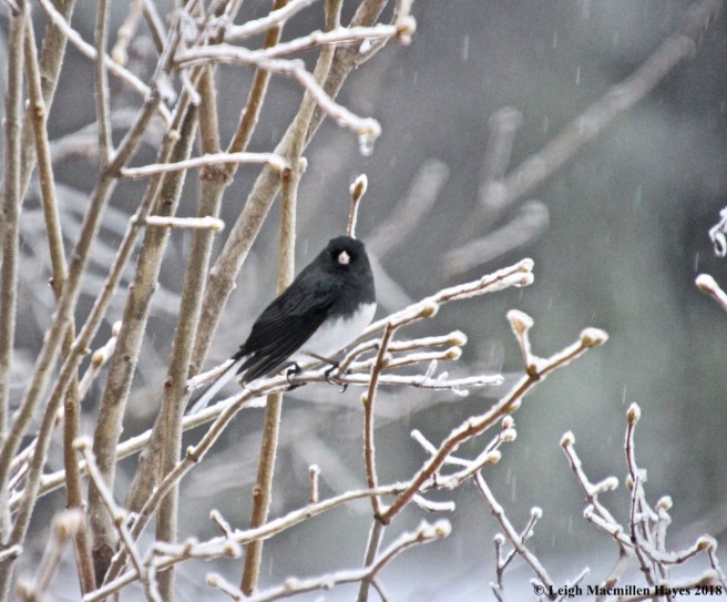 i-junco 1