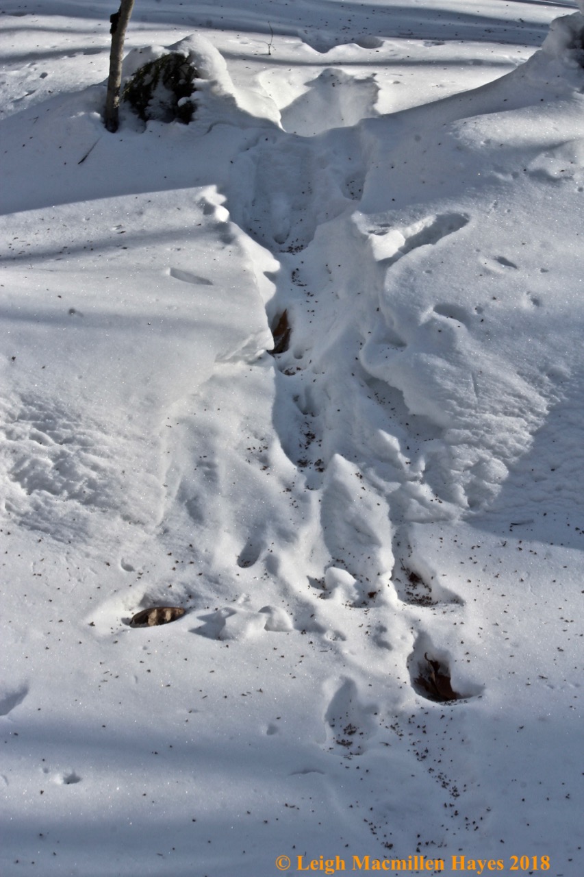 j-deer crossing Bradley Brook