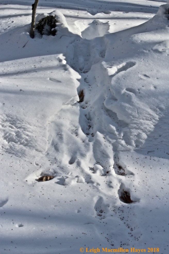 j-deer crossing Bradley Brook