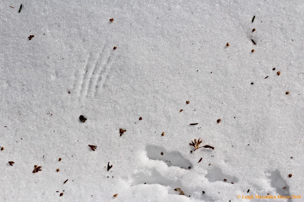 j-junco tracks and wing marks