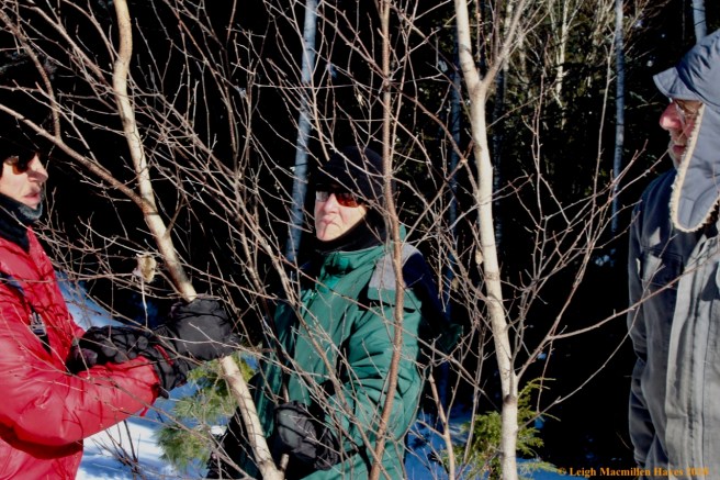 j-mouse discovery 1a