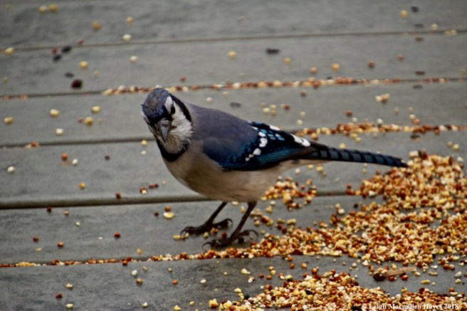 j1-soggy bluejay
