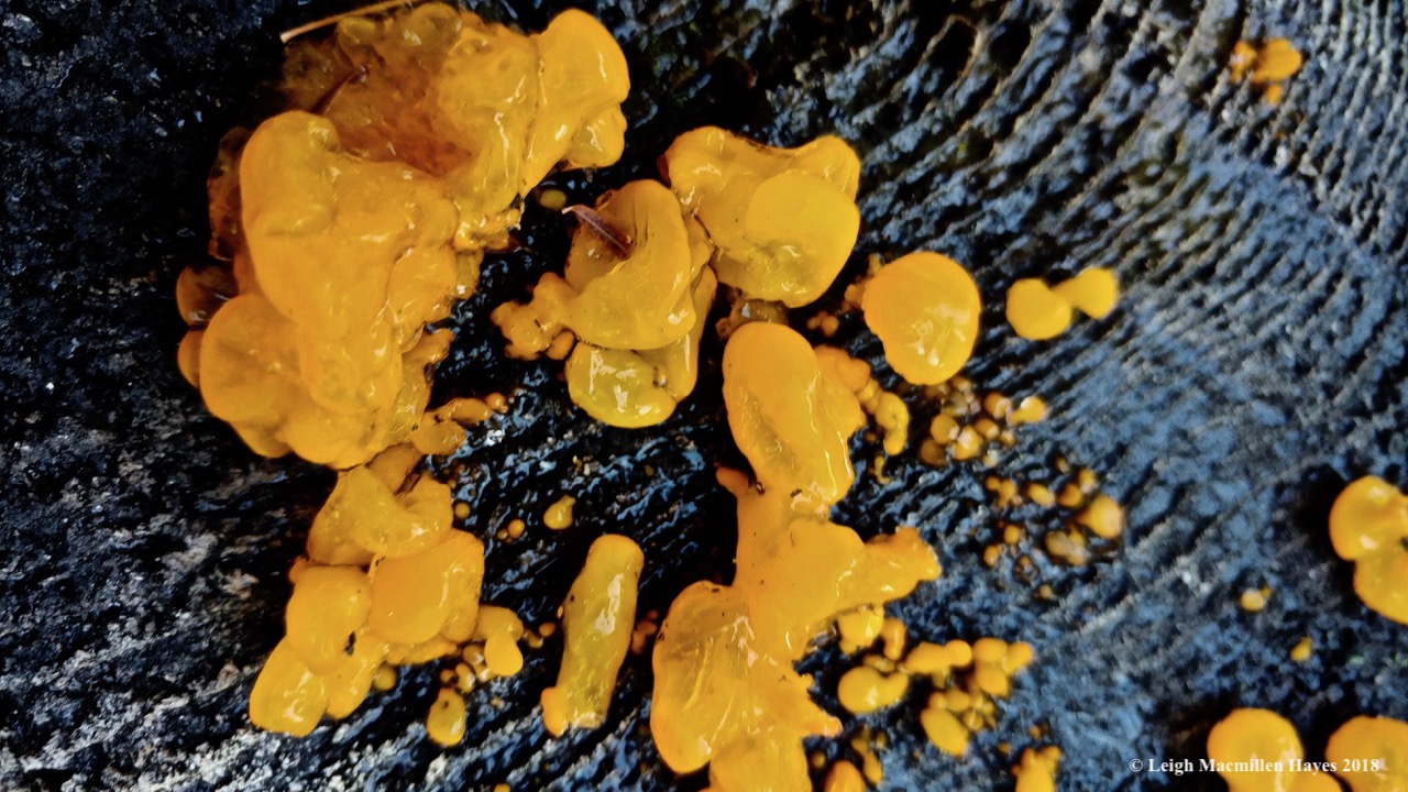 j11-witches butter fungi