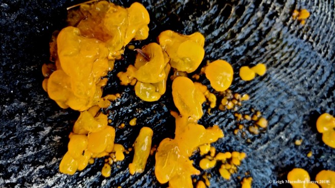 j11-witches butter fungi
