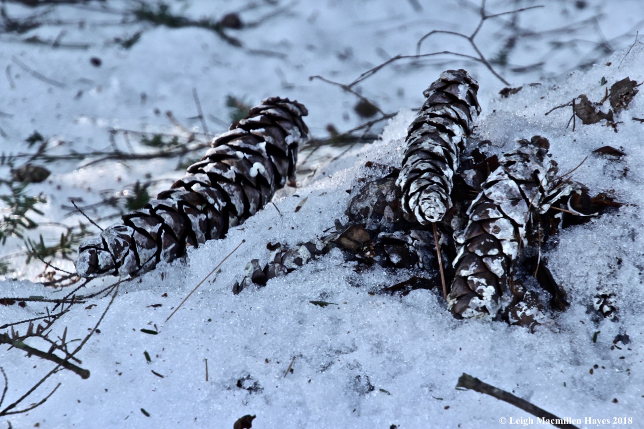 j14-cones exposed but not touched