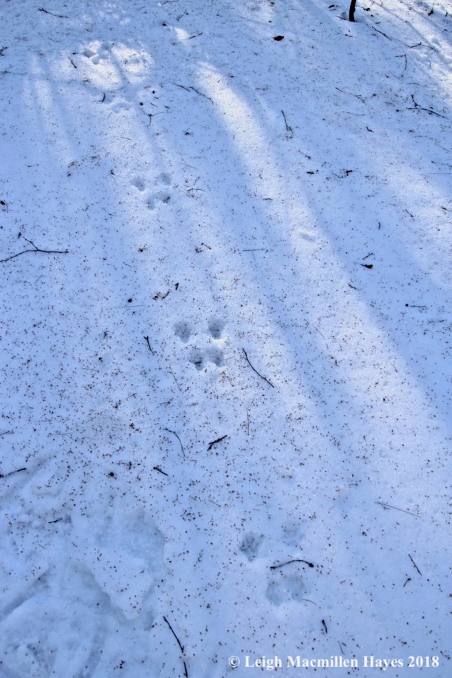 j8-squirrel tracks