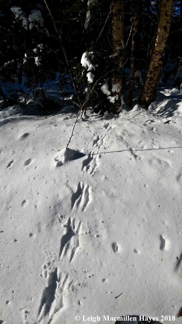 r11-squirrel tracks