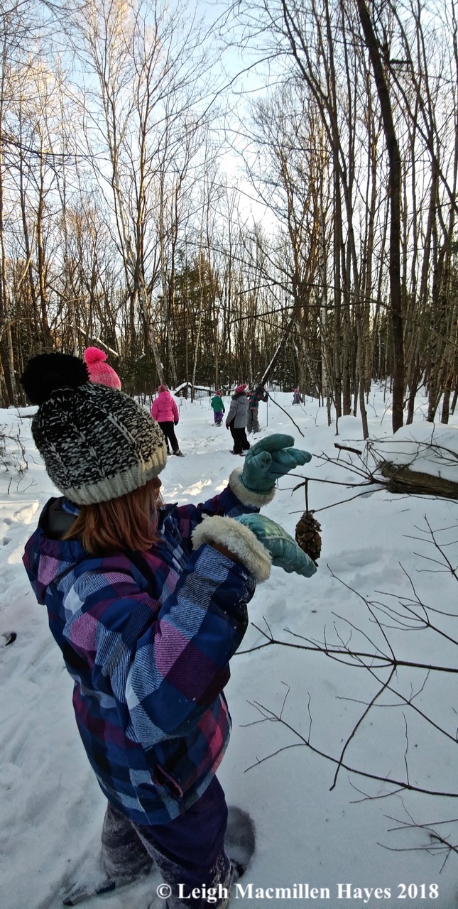 r24-hanging pinecones