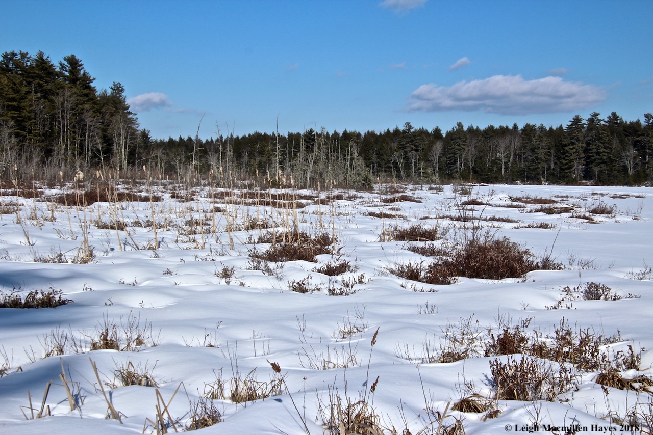 a23-wetland at Otter Pond