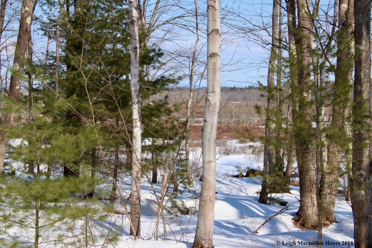 b1-Bog view from the road