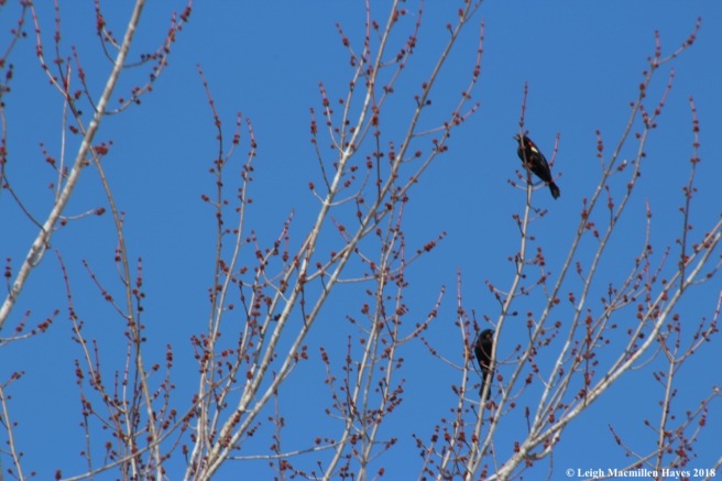 b4-red-winged blackbirds