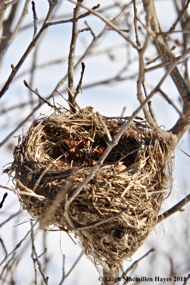 b7-bird's nest