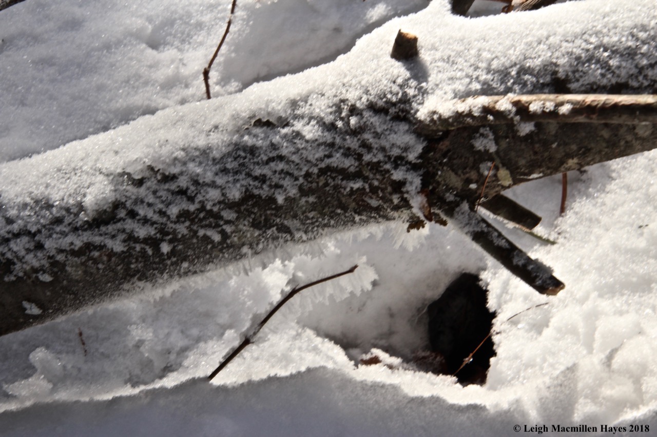 l-porky hole:hoar frost