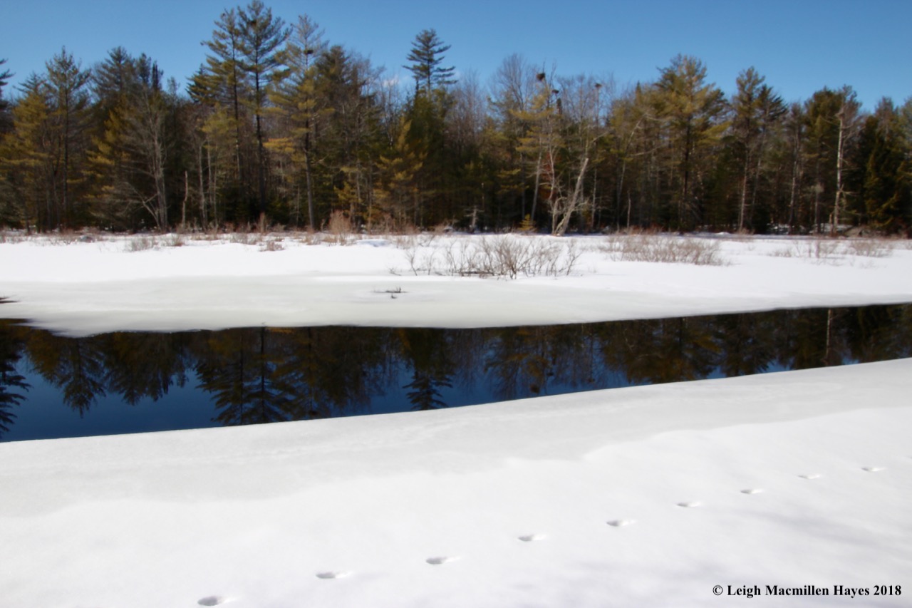 m10-rookery and coyote track