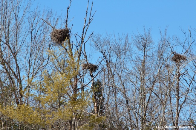 m11-heron nests
