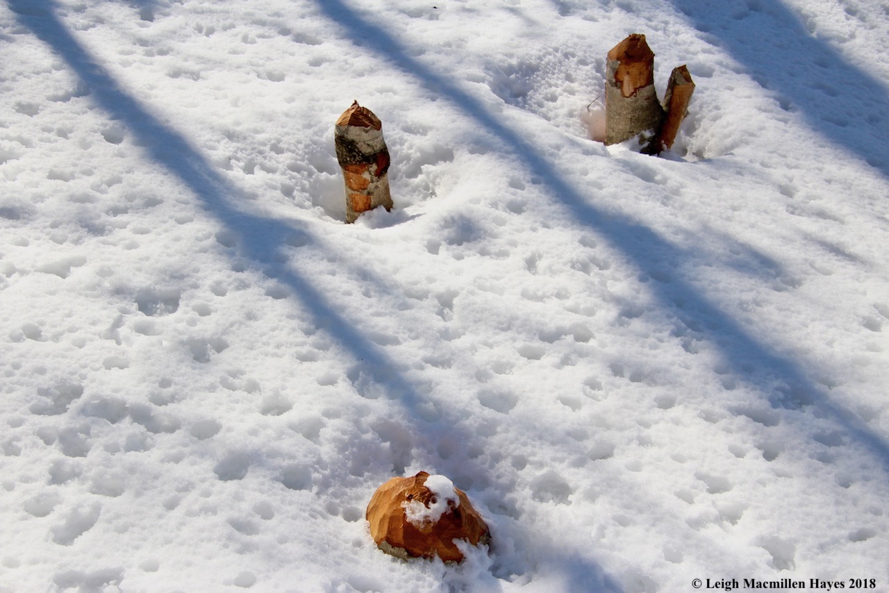 m21-beaver works small