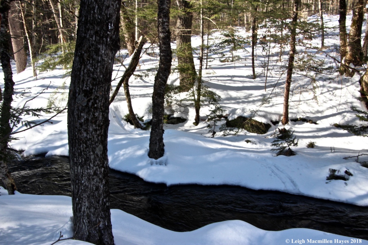 m32-otter moving from brook to land