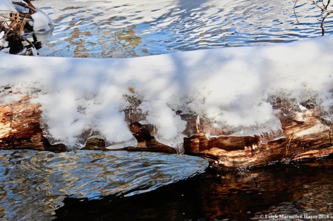 m44-ice and tree and water and reflection