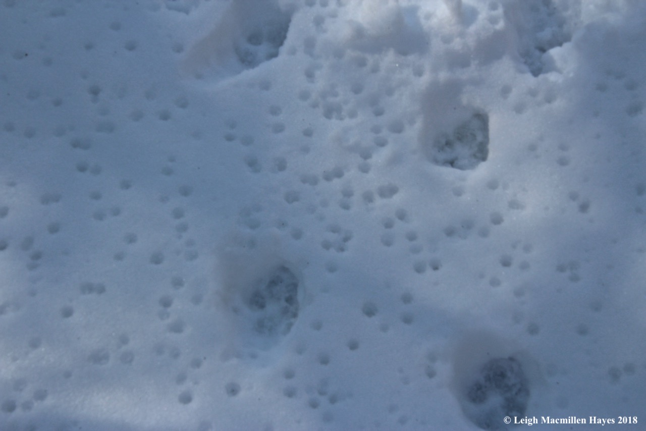 m6-one coyote became 2