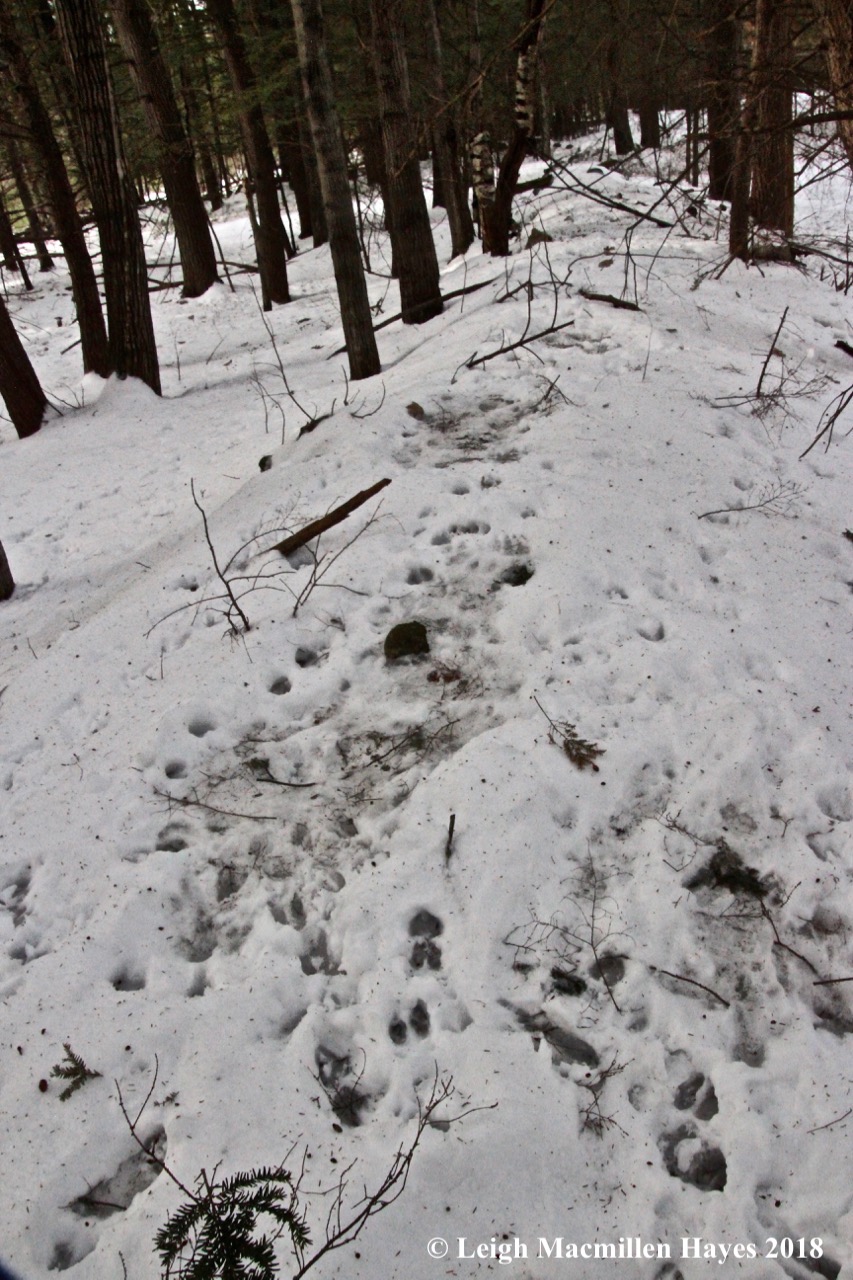p-deer beds 2