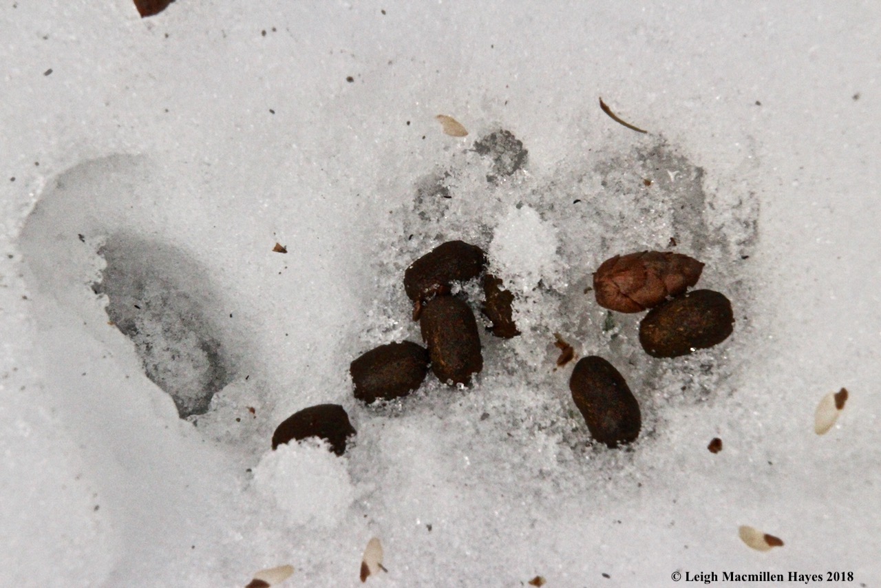 p-deer scat and hemlock cone