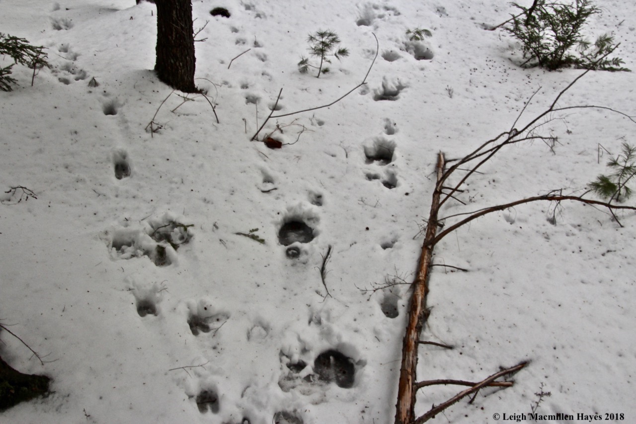 p-moose and deer intersection