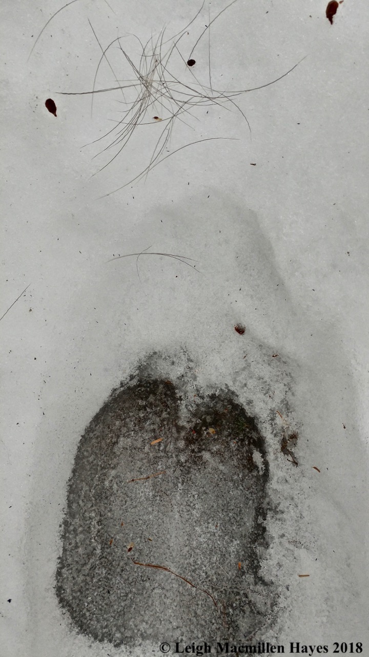 p-moose print and hair