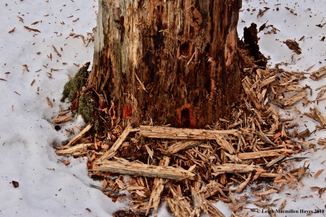 p-pileated woodpecker holes
