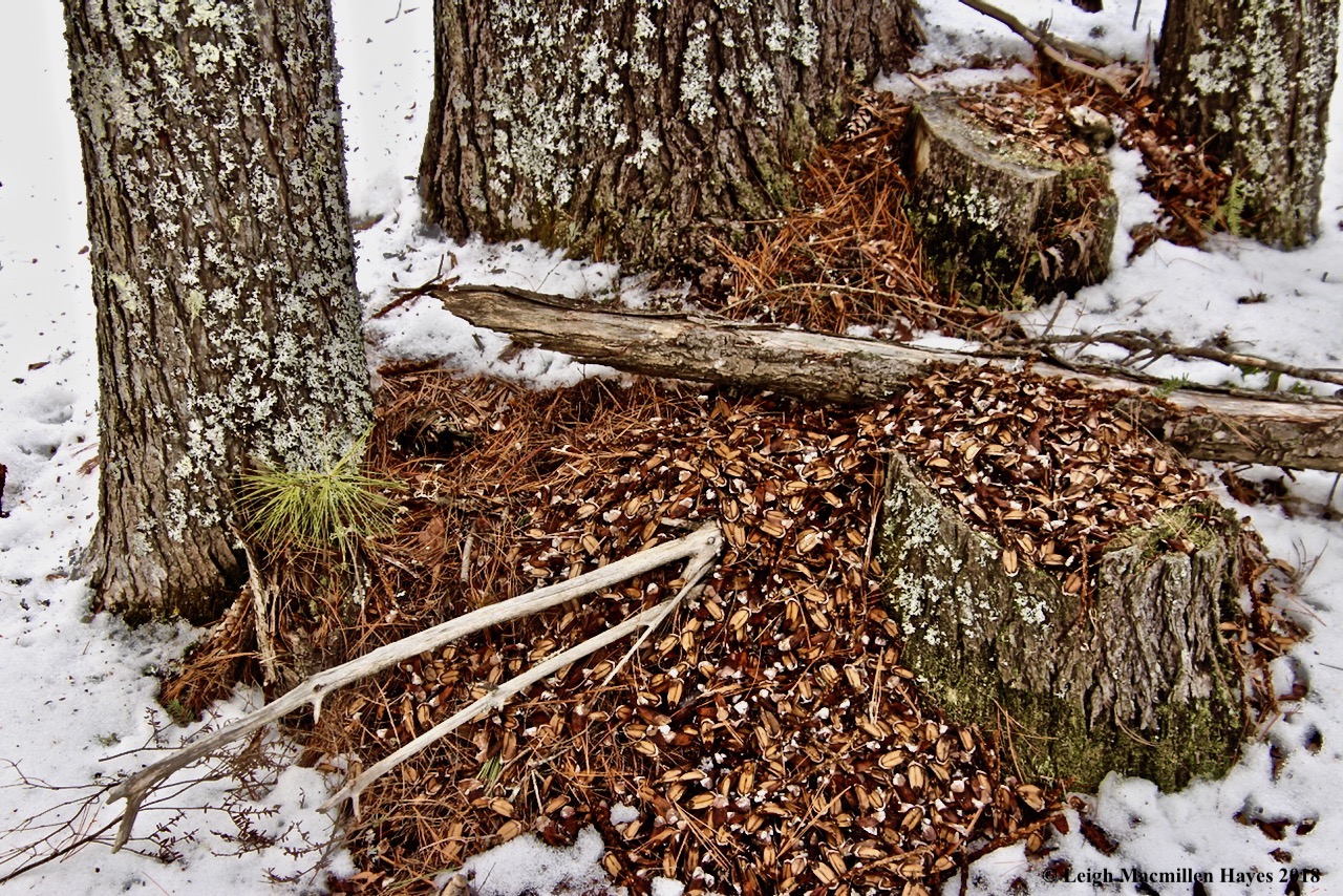 p-squirrel cache:midden