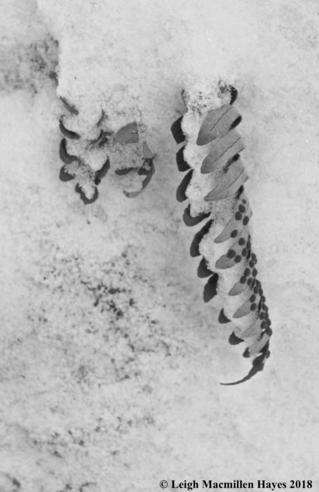 p12-polypody fern