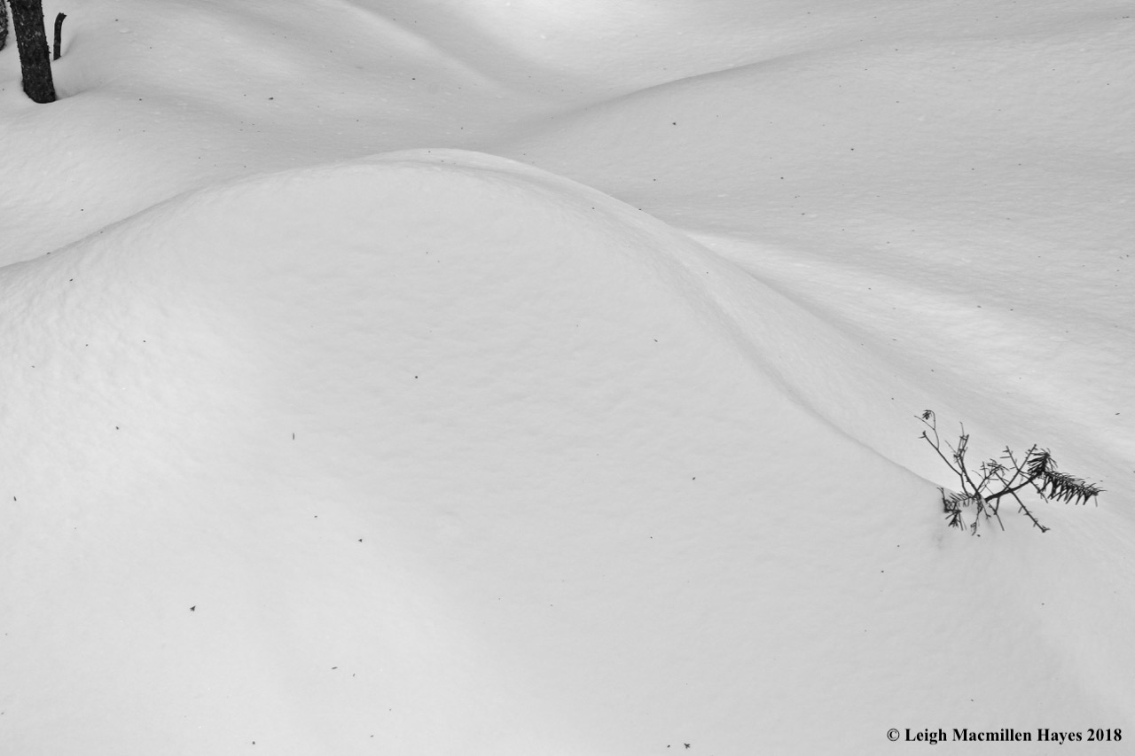 p13-mossman surrenders