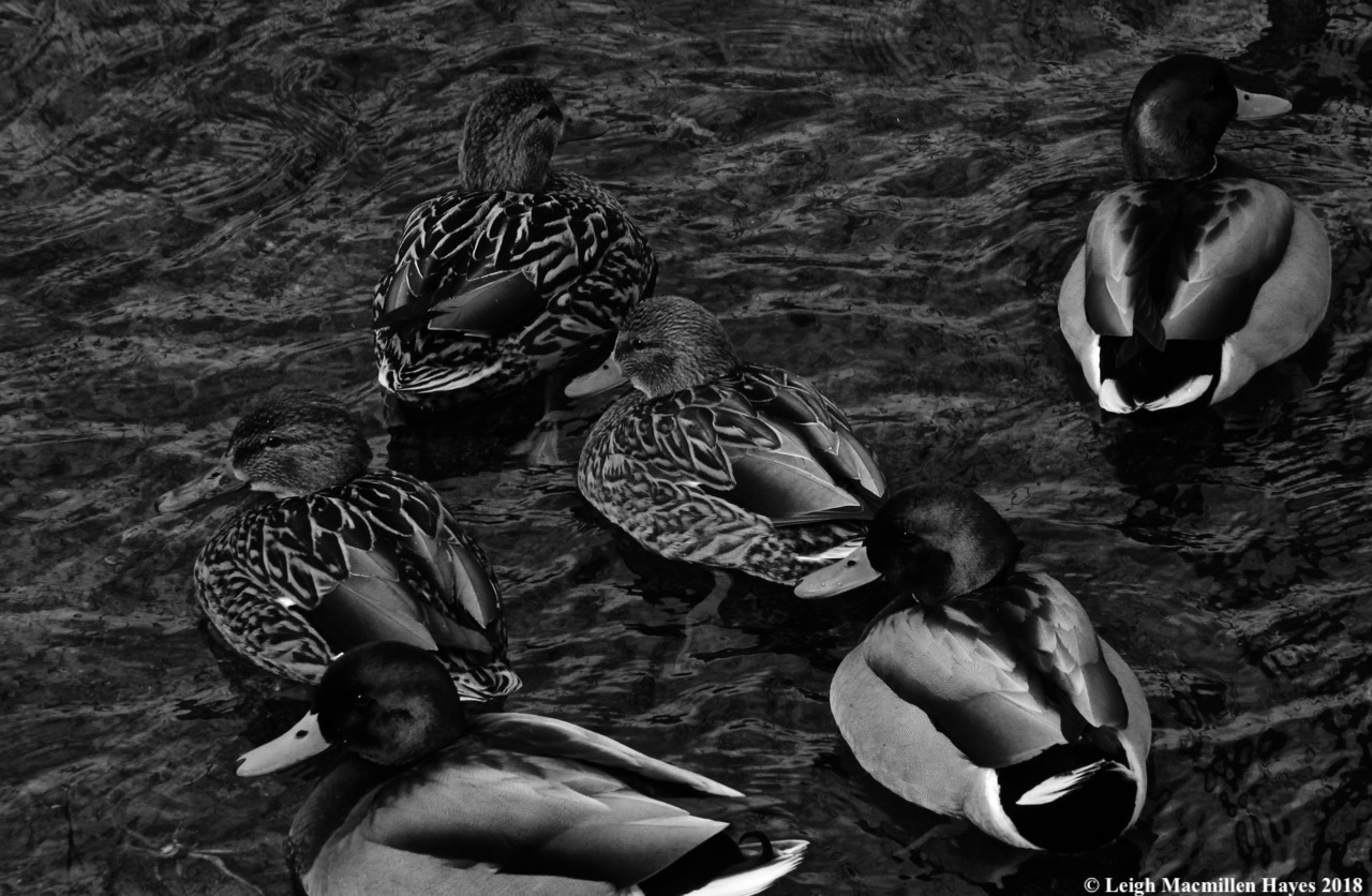 p15-male:female mallards