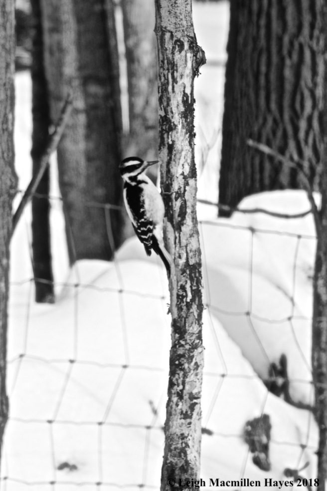 p3-hairy woodpecker