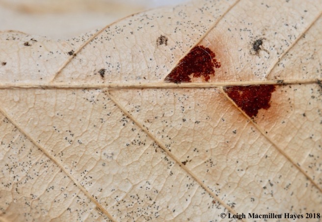 r13-maroon dots on beech leaves