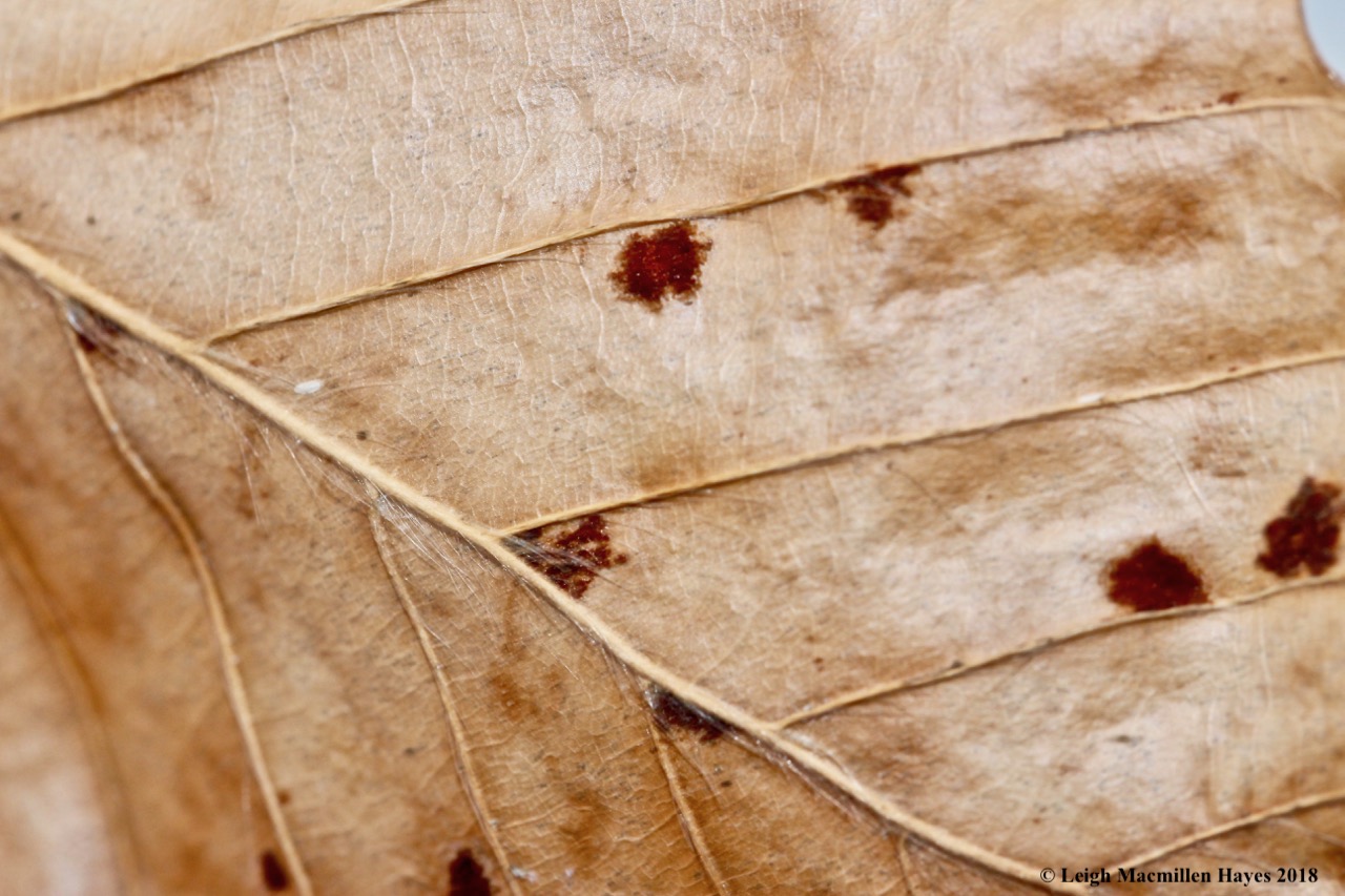 r14-hair on beech leaves
