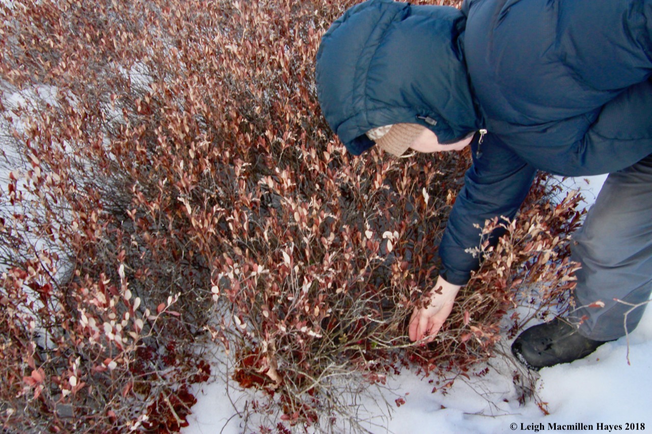 r3-cranberries among the leatherleaf