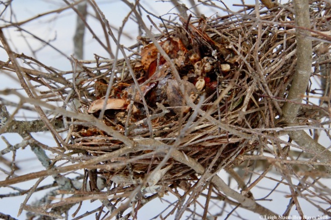 r5-bird nest