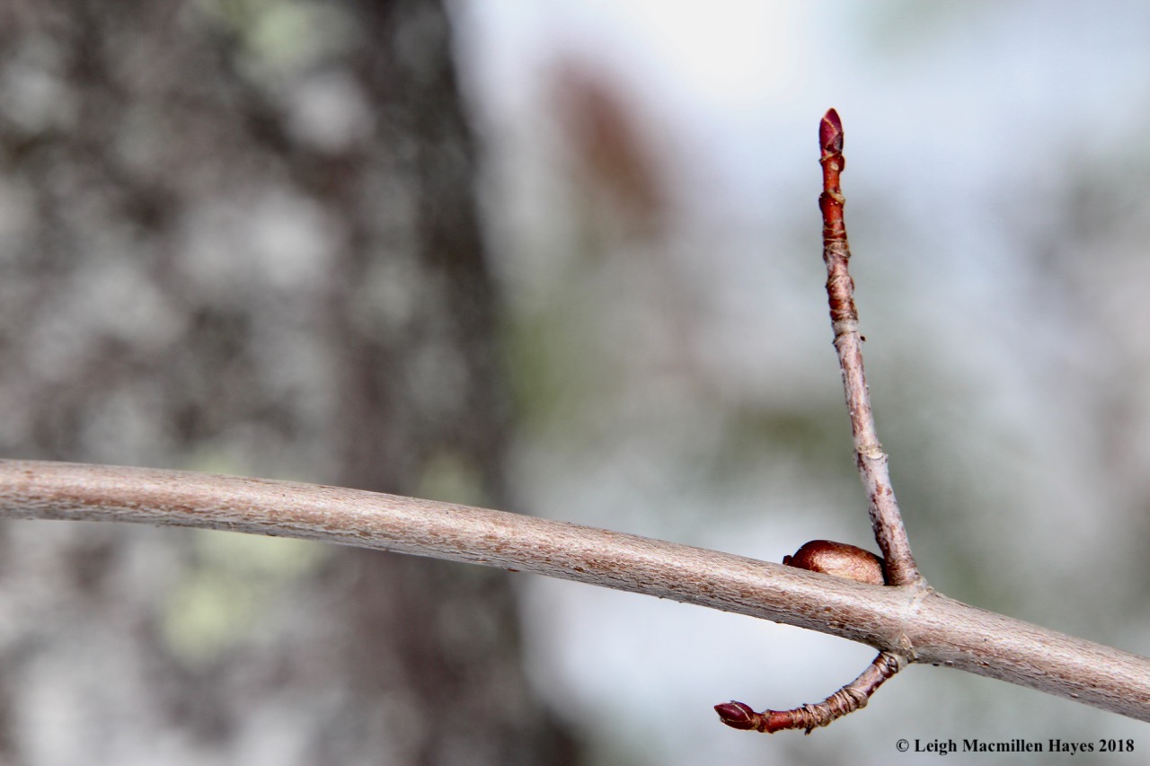r8-Introduced sawfly pupal case