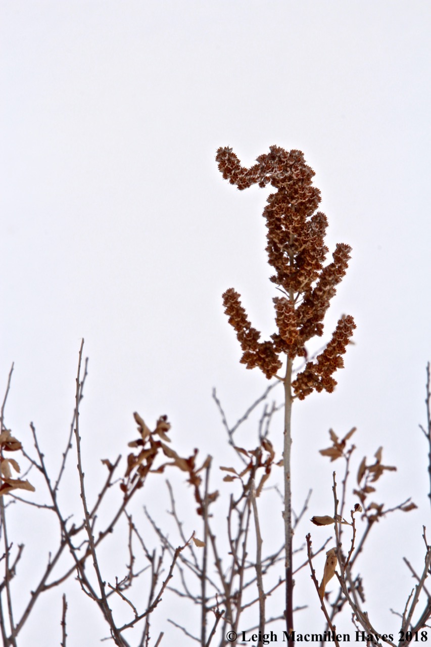 s12-steeple bush gone awry