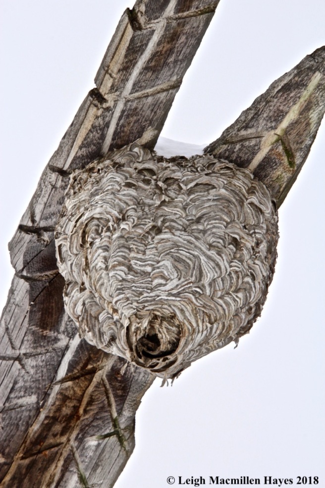 s8-hornet's nest