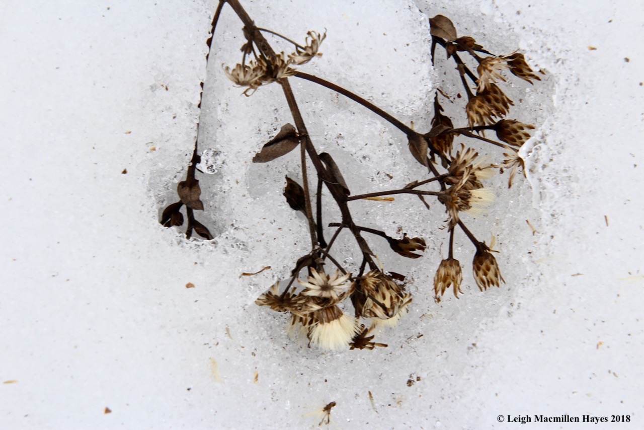 w-asters in snow