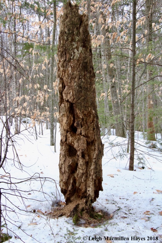 w-beech snag in complete decay