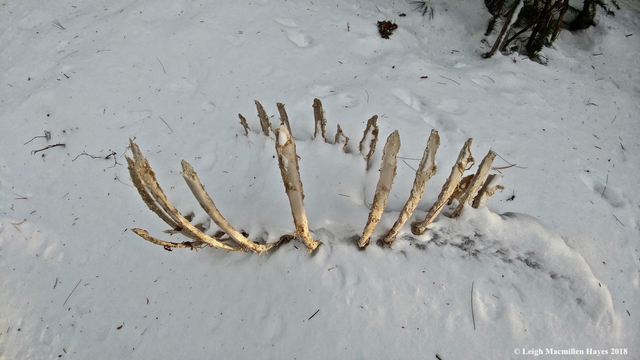 w-deer ribs and fox track1