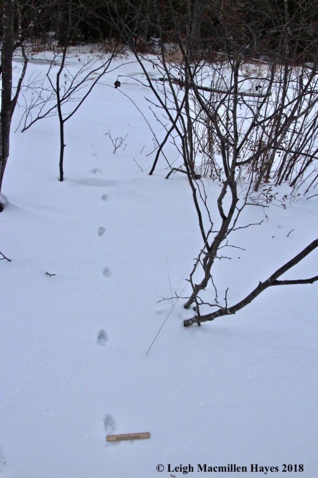 w-fox track to brook 2