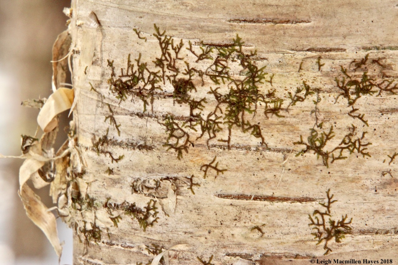 w-frullania liverwort with new growth