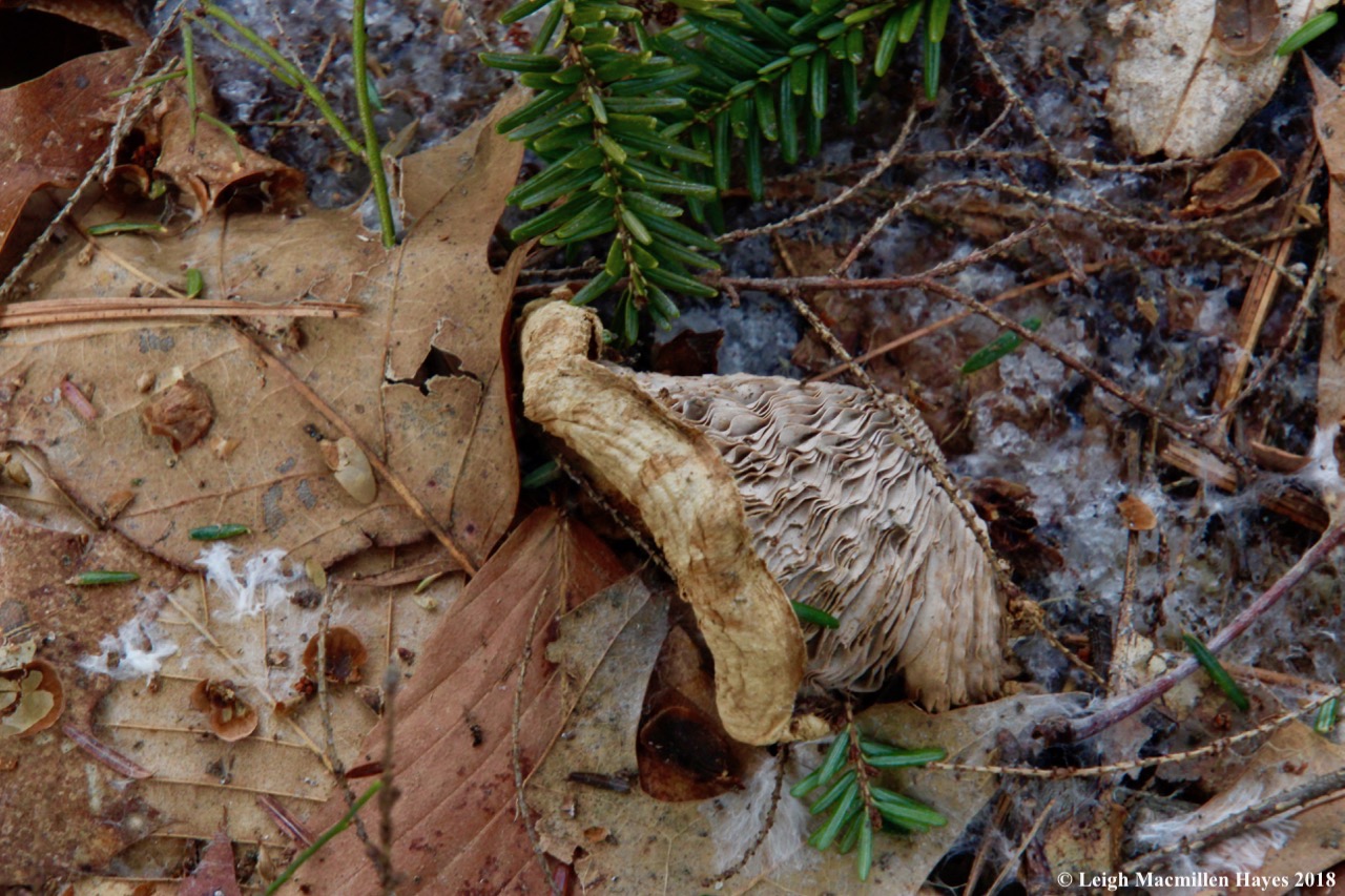 w-Lactarius deterrimus (orange latex milk cap)?